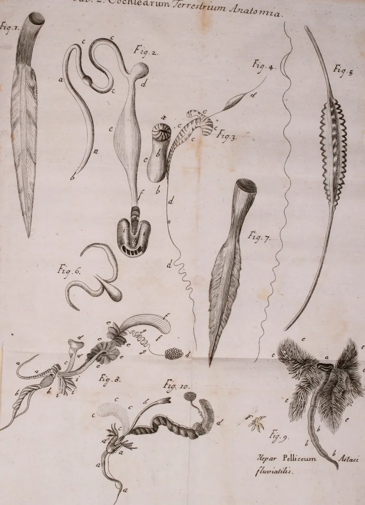 An illustration from Martini Lister Exercitatio anatomica : in qua de cochleis, maximè terrestribus & limacibus, agitur : omnium dissectiones tabulis aeneis, ad ipsas res affabrè incisis, illustrantur : dissecanda sunt, non solùm humana cadavera; sed & aves, pisces, quadrupedia, insecta, amphibia, &c. ut singularum partium innotesceret officium: cùm aut quaedam in aliquibus deficiant, aut quid analogum reperiatur, aut saltem notanda occurrat aliqua diversitas, quae saepè maximam lucem afferat Adrianus Auzoutius, 1694, leaf 230
