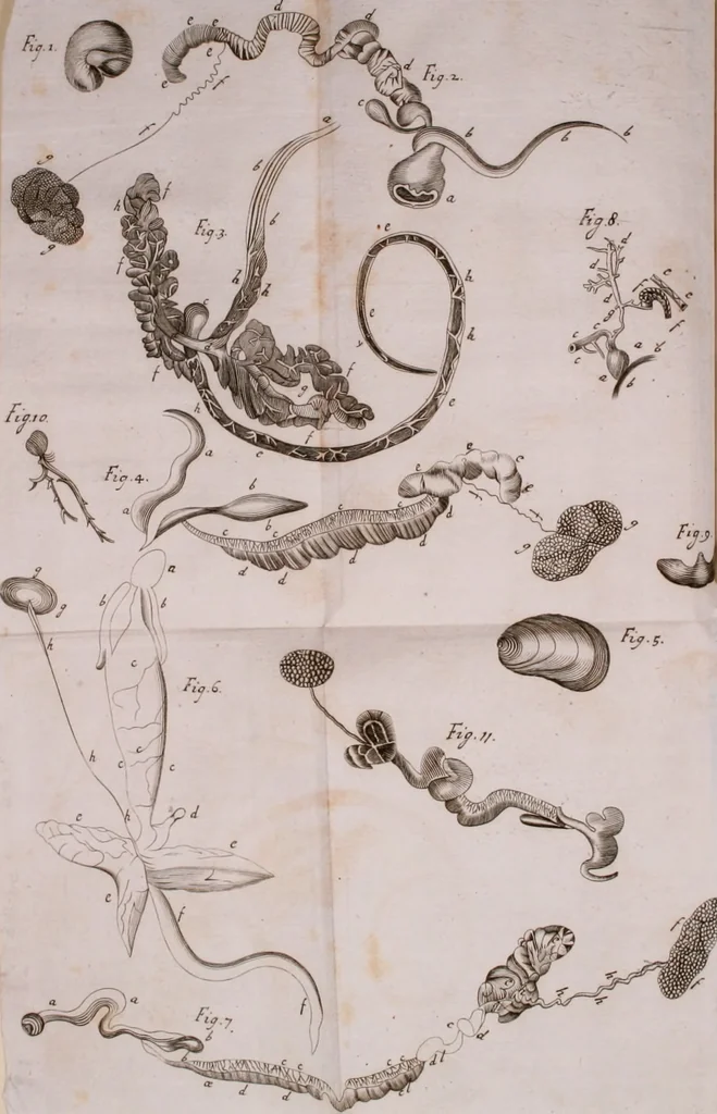 An illustration from Martini Lister Exercitatio anatomica : in qua de cochleis, maximè terrestribus & limacibus, agitur : omnium dissectiones tabulis aeneis, ad ipsas res affabrè incisis, illustrantur : dissecanda sunt, non solùm humana cadavera; sed & aves, pisces, quadrupedia, insecta, amphibia, &c. ut singularum partium innotesceret officium: cùm aut quaedam in aliquibus deficiant, aut quid analogum reperiatur, aut saltem notanda occurrat aliqua diversitas, quae saepè maximam lucem afferat Adrianus Auzoutius, 1694, leaf 233