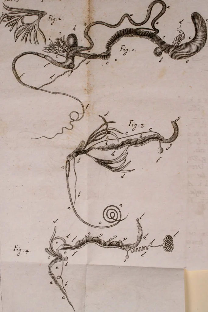 An illustration from Martini Lister Exercitatio anatomica : in qua de cochleis, maximè terrestribus & limacibus, agitur : omnium dissectiones tabulis aeneis, ad ipsas res affabrè incisis, illustrantur : dissecanda sunt, non solùm humana cadavera; sed & aves, pisces, quadrupedia, insecta, amphibia, &c. ut singularum partium innotesceret officium: cùm aut quaedam in aliquibus deficiant, aut quid analogum reperiatur, aut saltem notanda occurrat aliqua diversitas, quae saepè maximam lucem afferat Adrianus Auzoutius, 1694, leaf 241