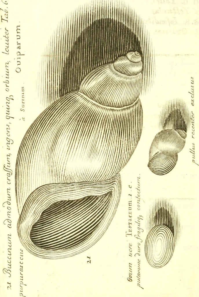 An illustration from Martini Lister Exercitatio anatomica : in qua de cochleis, maximè terrestribus & limacibus, agitur : omnium dissectiones tabulis aeneis, ad ipsas res affabrè incisis, illustrantur : dissecanda sunt, non solùm humana cadavera; sed & aves, pisces, quadrupedia, insecta, amphibia, &c. ut singularum partium innotesceret officium: cùm aut quaedam in aliquibus deficiant, aut quid analogum reperiatur, aut saltem notanda occurrat aliqua diversitas, quae saepè maximam lucem afferat Adrianus Auzoutius, 1694, leaf 245