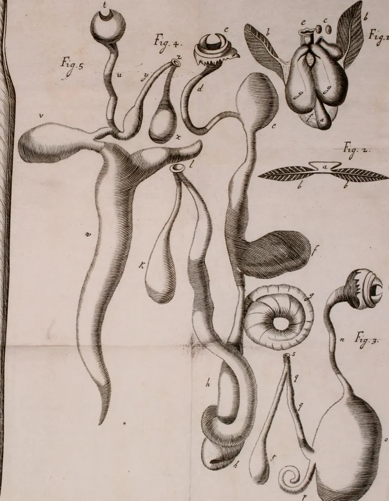 An illustration from Martini Lister Exercitatio anatomica : in qua de cochleis, maximè terrestribus & limacibus, agitur : omnium dissectiones tabulis aeneis, ad ipsas res affabrè incisis, illustrantur : dissecanda sunt, non solùm humana cadavera; sed & aves, pisces, quadrupedia, insecta, amphibia, &c. ut singularum partium innotesceret officium: cùm aut quaedam in aliquibus deficiant, aut quid analogum reperiatur, aut saltem notanda occurrat aliqua diversitas, quae saepè maximam lucem afferat Adrianus Auzoutius, 1694, leaf 252
