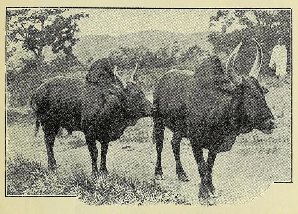 An illustration from The martyrs' isle, or Madagascar : the country, the people, and the missions, 1909, leaf 31