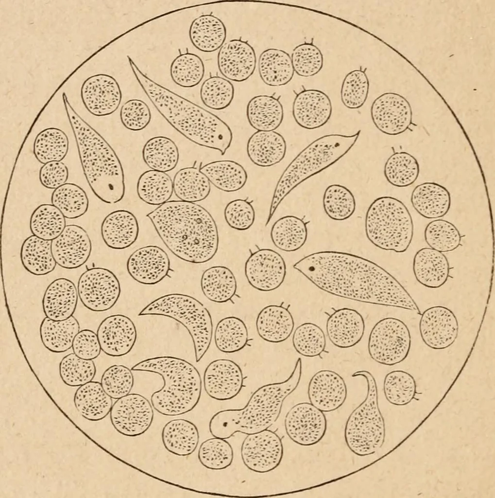 An illustration from Marvels of pond-life; or, A year's microscopic recreations among the polyps, infusoria, rotifers, water-bears and polyzoa, 1871, leaf 107