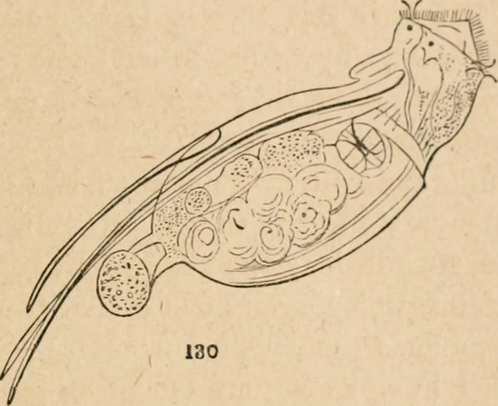 An illustration from Marvels of pond-life; or, A year's microscopic recreations among the polyps, infusoria, rotifers, water-bears and polyzoa, 1871, leaf 110
