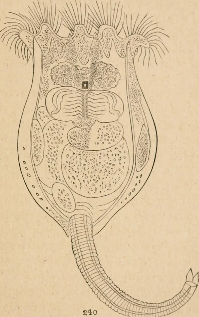 An illustration from Marvels of pond-life; or, A year's microscopic recreations among the polyps, infusoria, rotifers, water-bears and polyzoa, 1871, leaf 112