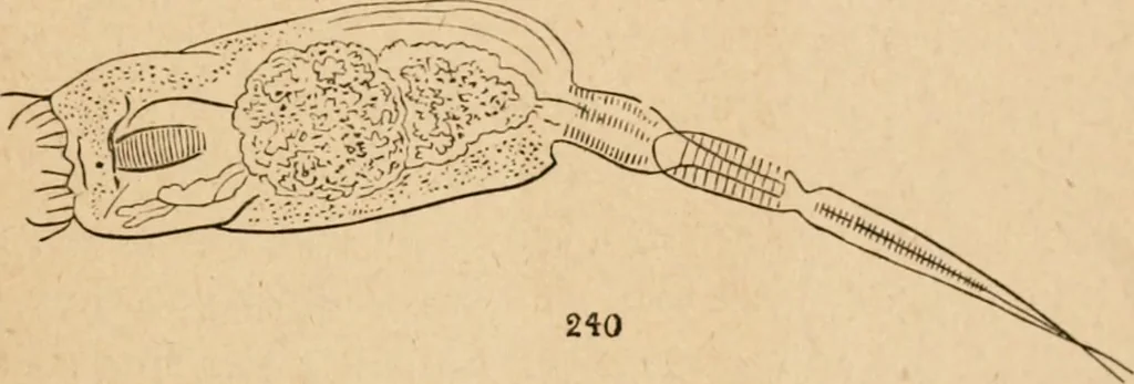 An illustration from Marvels of pond-life; or, A year's microscopic recreations among the polyps, infusoria, rotifers, water-bears and polyzoa, 1871, leaf 122