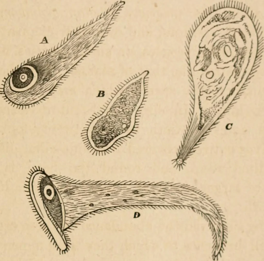 An illustration from Marvels of pond-life; or, A year's microscopic recreations among the polyps, infusoria, rotifers, water-bears and polyzoa, 1871, leaf 132