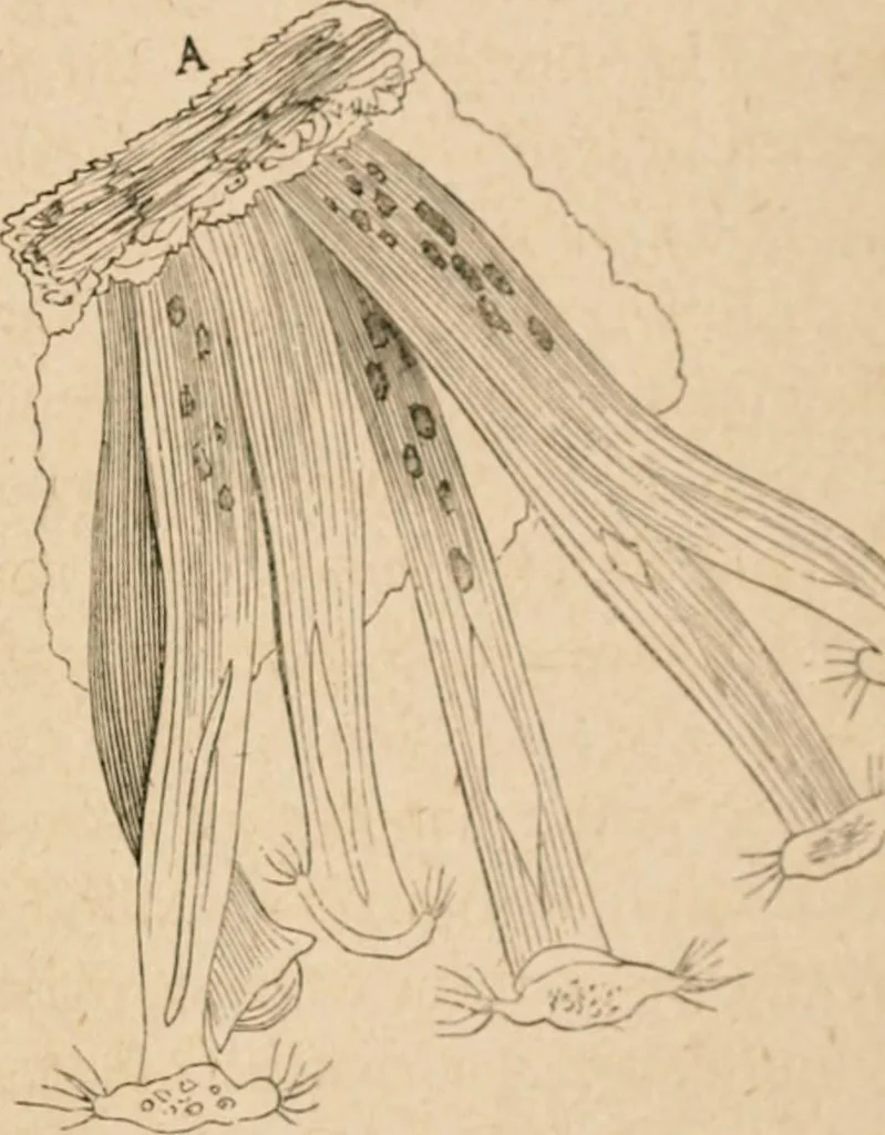 An illustration from Marvels of pond-life; or, A year's microscopic recreations among the polyps, infusoria, rotifers, water-bears and polyzoa, 1871, leaf 138