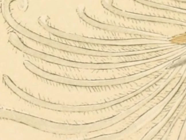 An illustration from Marvels of pond-life; or, A year's microscopic recreations among the polyps, infusoria, rotifers, water-bears and polyzoa, 1871, leaf 142