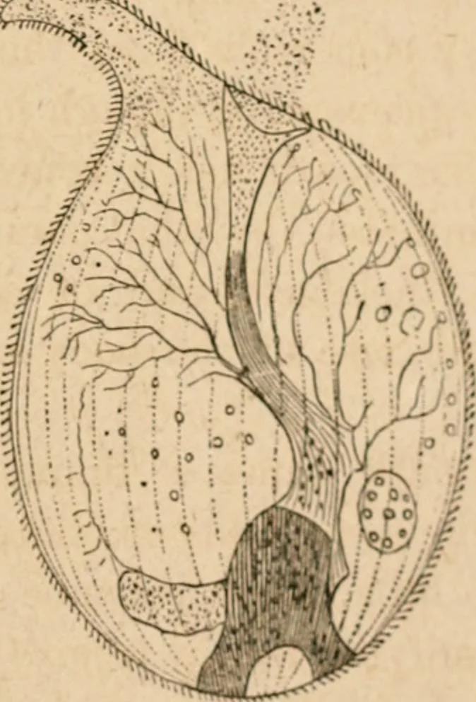 An illustration from Marvels of pond-life; or, A year's microscopic recreations among the polyps, infusoria, rotifers, water-bears and polyzoa, 1871, leaf 162