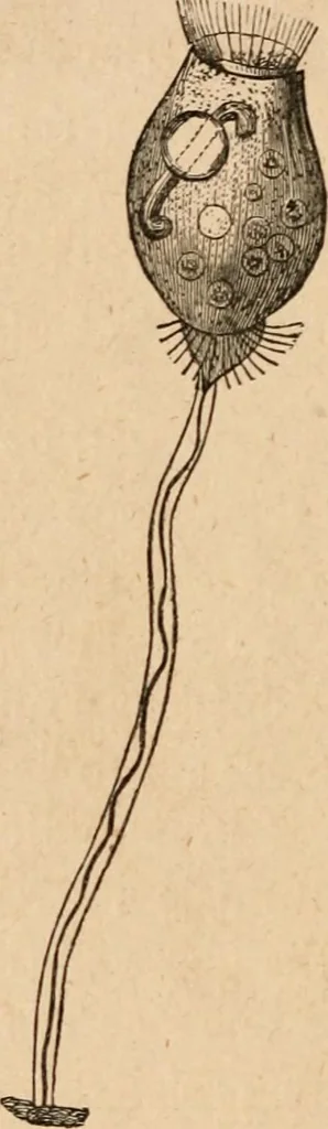 An illustration from Marvels of pond-life; or, A year's microscopic recreations among the polyps, infusoria, rotifers, water-bears and polyzoa, 1871, leaf 37