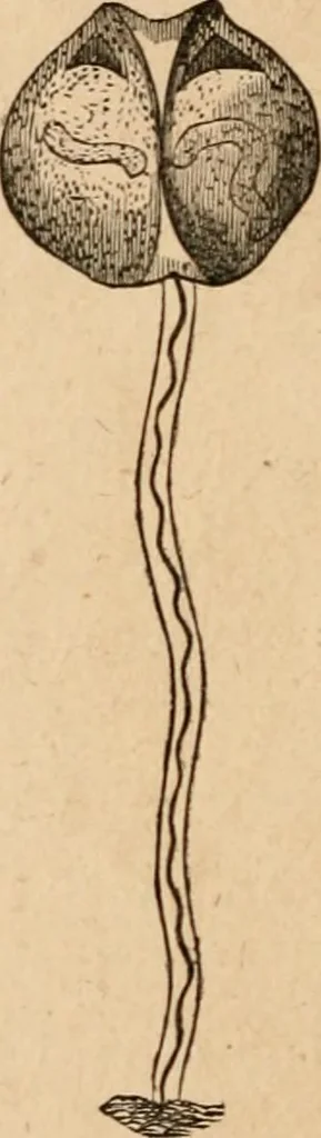 An illustration from Marvels of pond-life; or, A year's microscopic recreations among the polyps, infusoria, rotifers, water-bears and polyzoa, 1871, leaf 37
