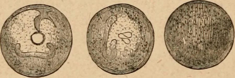 An illustration from Marvels of pond-life; or, A year's microscopic recreations among the polyps, infusoria, rotifers, water-bears and polyzoa, 1871, leaf 39