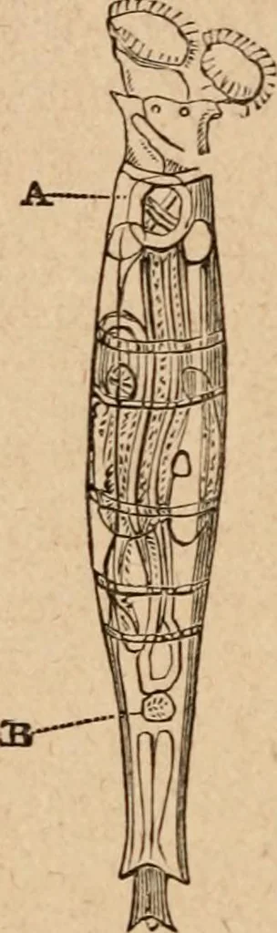 An illustration from Marvels of pond-life; or, A year's microscopic recreations among the polyps, infusoria, rotifers, water-bears and polyzoa, 1871, leaf 41