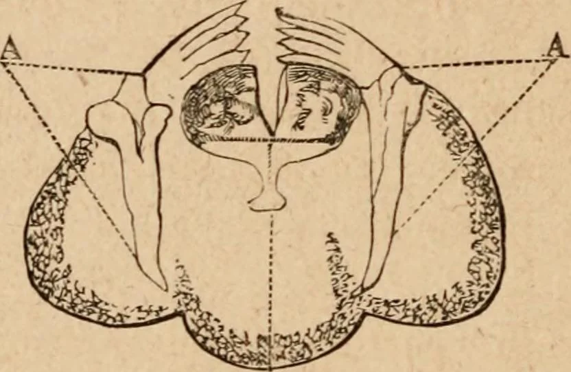 An illustration from Marvels of pond-life; or, A year's microscopic recreations among the polyps, infusoria, rotifers, water-bears and polyzoa, 1871, leaf 45