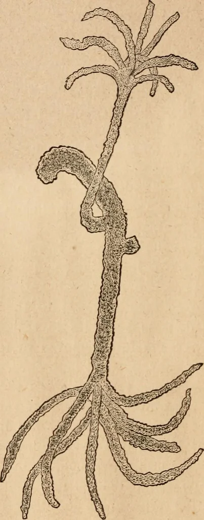An illustration from Marvels of pond-life; or, A year's microscopic recreations among the polyps, infusoria, rotifers, water-bears and polyzoa, 1871, leaf 49