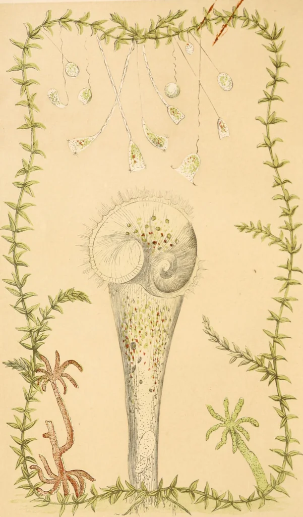An illustration from Marvels of pond-life; or, A year's microscopic recreations among the polyps, infusoria, rotifers, water-bears and polyzoa, 1871, leaf 5