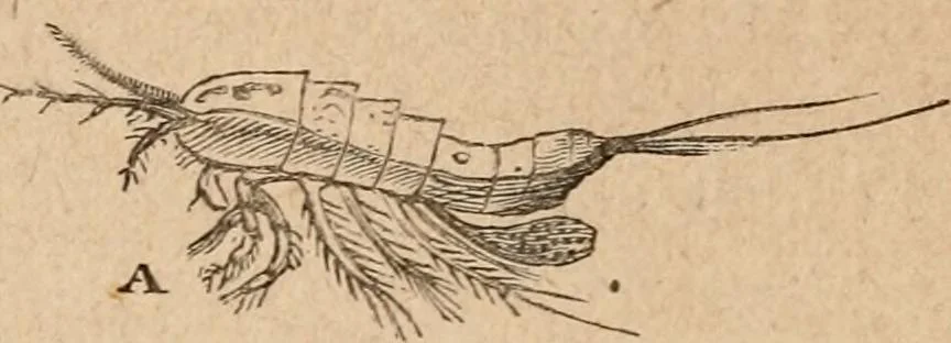 An illustration from Marvels of pond-life; or, A year's microscopic recreations among the polyps, infusoria, rotifers, water-bears and polyzoa, 1871, leaf 51