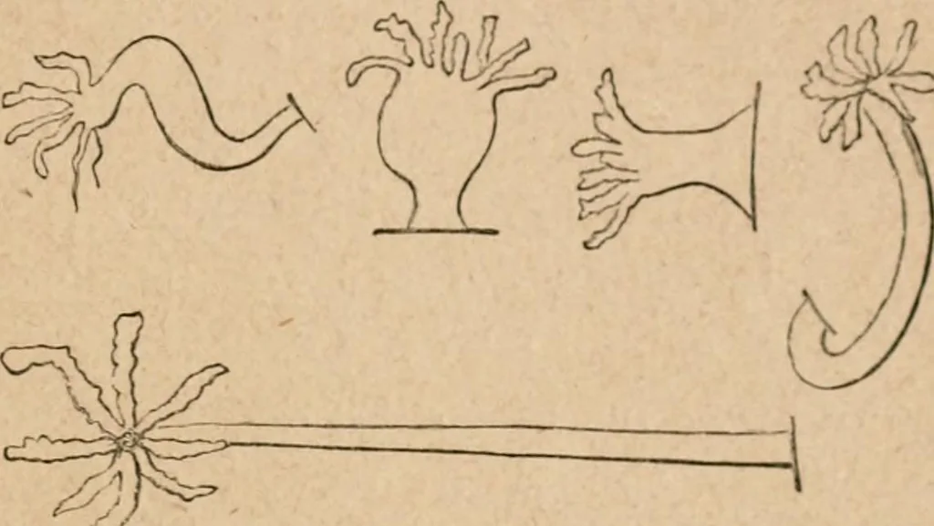 An illustration from Marvels of pond-life; or, A year's microscopic recreations among the polyps, infusoria, rotifers, water-bears and polyzoa, 1871, leaf 52