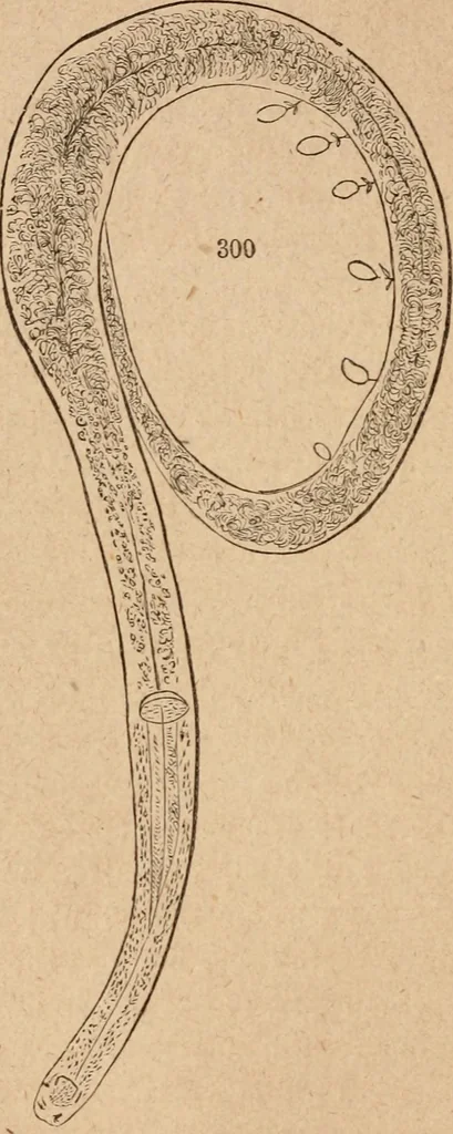 An illustration from Marvels of pond-life; or, A year's microscopic recreations among the polyps, infusoria, rotifers, water-bears and polyzoa, 1871, leaf 55