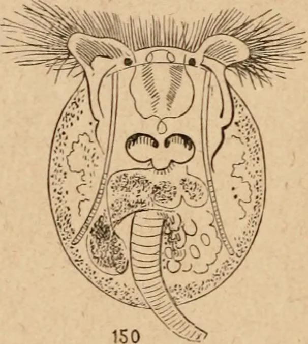 An illustration from Marvels of pond-life; or, A year's microscopic recreations among the polyps, infusoria, rotifers, water-bears and polyzoa, 1871, leaf 61
