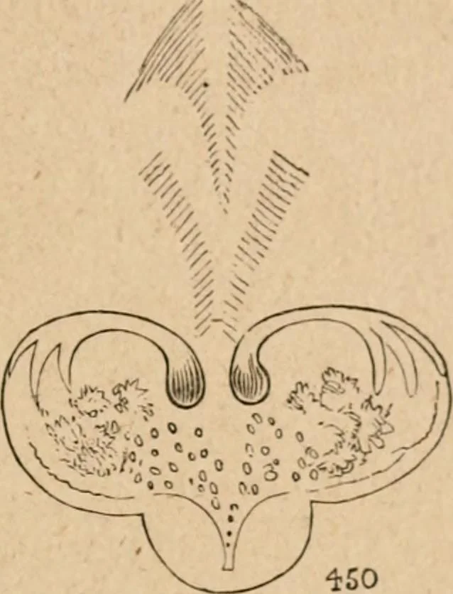 An illustration from Marvels of pond-life; or, A year's microscopic recreations among the polyps, infusoria, rotifers, water-bears and polyzoa, 1871, leaf 62