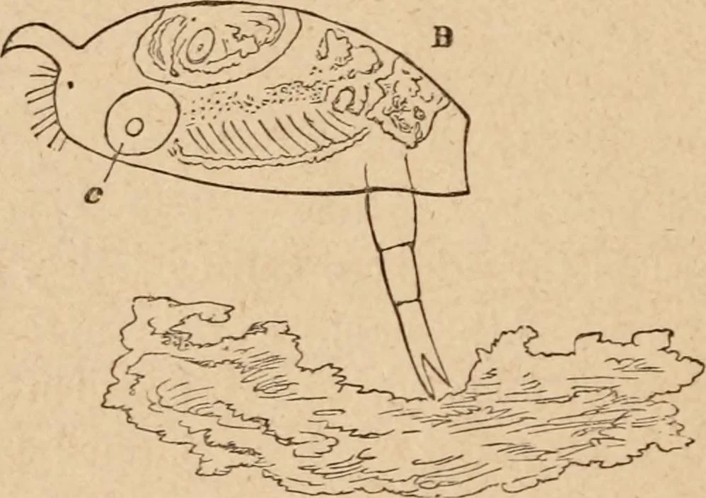 An illustration from Marvels of pond-life; or, A year's microscopic recreations among the polyps, infusoria, rotifers, water-bears and polyzoa, 1871, leaf 65