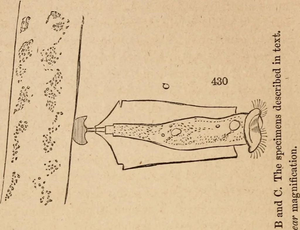 An illustration from Marvels of pond-life; or, A year's microscopic recreations among the polyps, infusoria, rotifers, water-bears and polyzoa, 1871, leaf 67