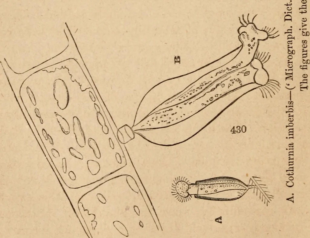 An illustration from Marvels of pond-life; or, A year's microscopic recreations among the polyps, infusoria, rotifers, water-bears and polyzoa, 1871, leaf 67