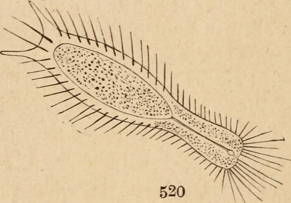 An illustration from Marvels of pond-life; or, A year's microscopic recreations among the polyps, infusoria, rotifers, water-bears and polyzoa, 1871, leaf 81