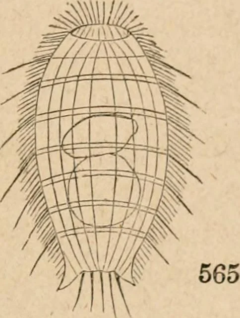 An illustration from Marvels of pond-life; or, A year's microscopic recreations among the polyps, infusoria, rotifers, water-bears and polyzoa, 1871, leaf 84