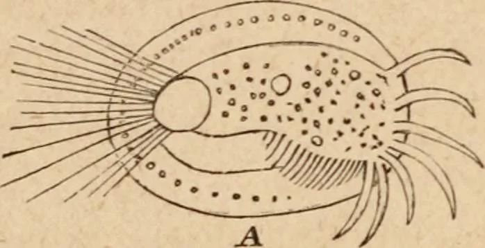 An illustration from Marvels of pond-life; or, A year's microscopic recreations among the polyps, infusoria, rotifers, water-bears and polyzoa, 1871, leaf 85