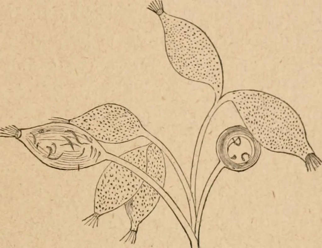 An illustration from Marvels of pond-life; or, A year's microscopic recreations among the polyps, infusoria, rotifers, water-bears and polyzoa, 1871, leaf 92