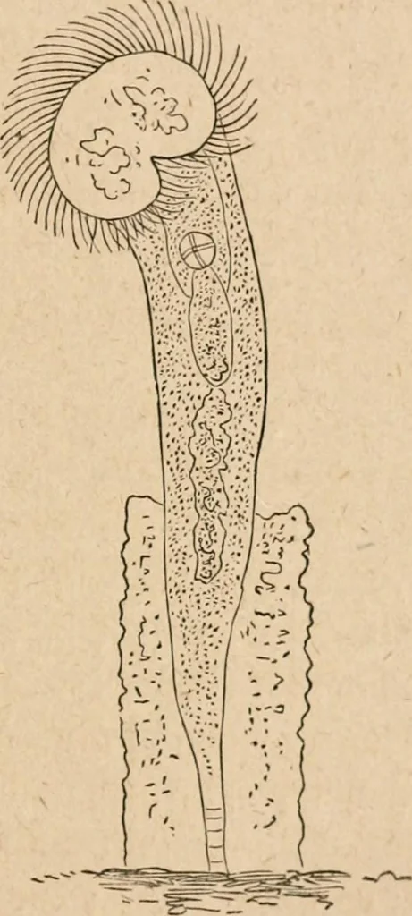 An illustration from Marvels of pond-life; or, A year's microscopic recreations among the polyps, infusoria, rotifers, water-bears and polyzoa, 1871, leaf 96