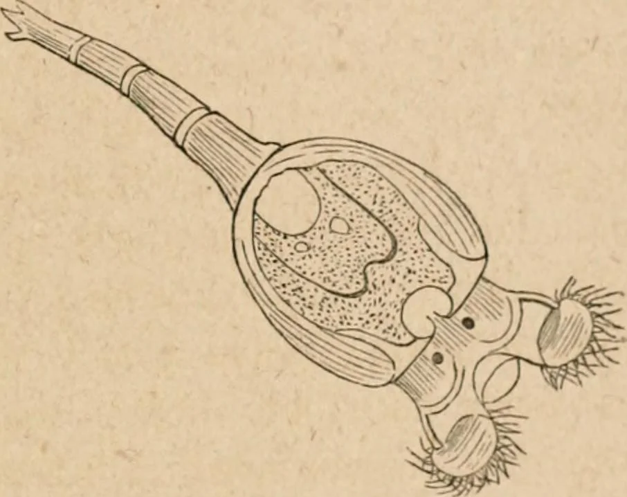 An illustration from Marvels of pond-life; or, A year's microscopic recreations among the polyps, infusoria, rotifers, water-bears and polyzoa, 1871, leaf 98