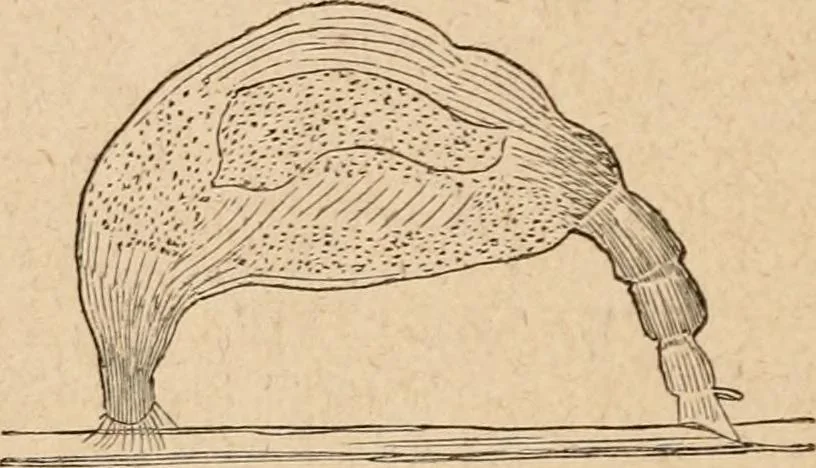 An illustration from Marvels of pond-life; or, A year's microscopic recreations among the polyps, infusoria, rotifers, water-bears and polyzoa, 1871, leaf 99