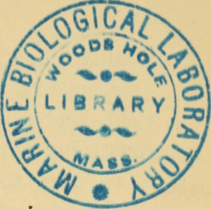 An illustration from Marvels of pond-life : or, A year's microscopic recreations among the polyps, infusoria, rotifers, water-bears, and polyzoa, 1861, leaf 10