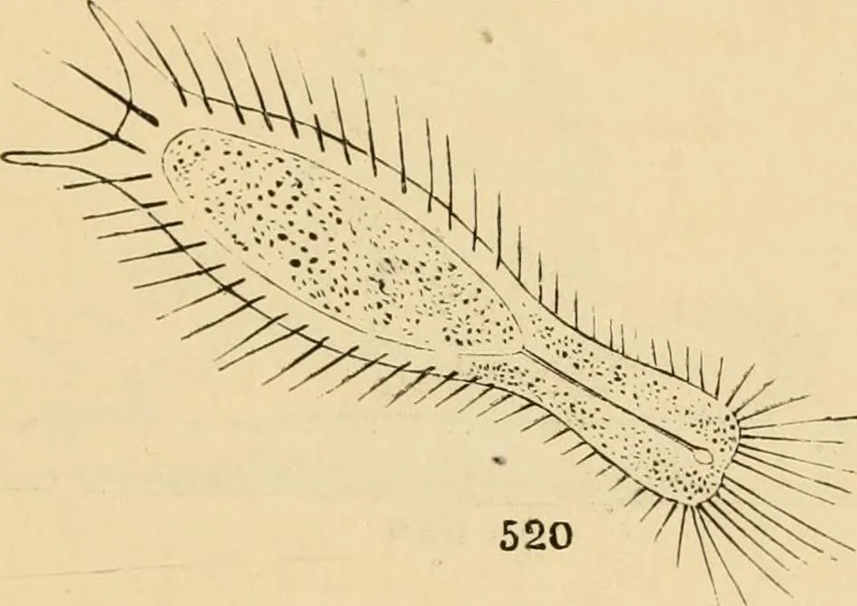An illustration from Marvels of pond-life : or, A year's microscopic recreations among the polyps, infusoria, rotifers, water-bears, and polyzoa, 1861, leaf 108