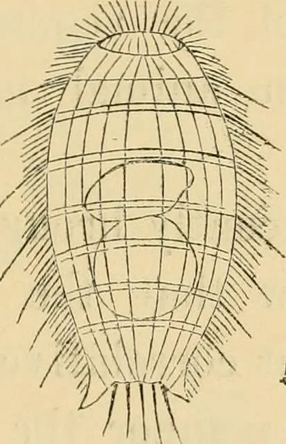 An illustration from Marvels of pond-life : or, A year's microscopic recreations among the polyps, infusoria, rotifers, water-bears, and polyzoa, 1861, leaf 110
