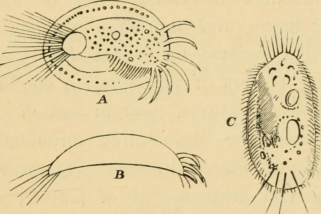 An illustration from Marvels of pond-life : or, A year's microscopic recreations among the polyps, infusoria, rotifers, water-bears, and polyzoa, 1861, leaf 112
