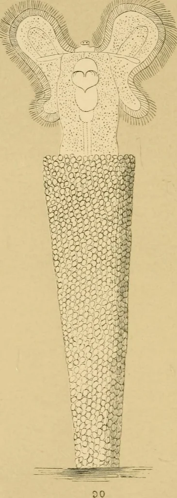 An illustration from Marvels of pond-life : or, A year's microscopic recreations among the polyps, infusoria, rotifers, water-bears, and polyzoa, 1861, leaf 117