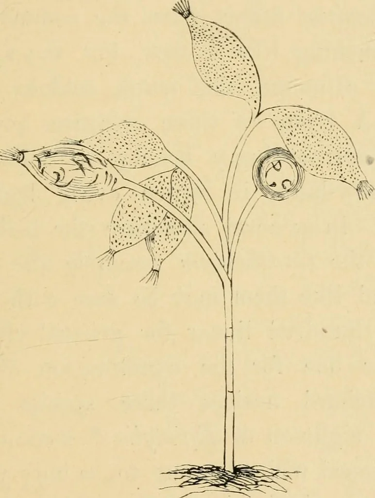 An illustration from Marvels of pond-life : or, A year's microscopic recreations among the polyps, infusoria, rotifers, water-bears, and polyzoa, 1861, leaf 122