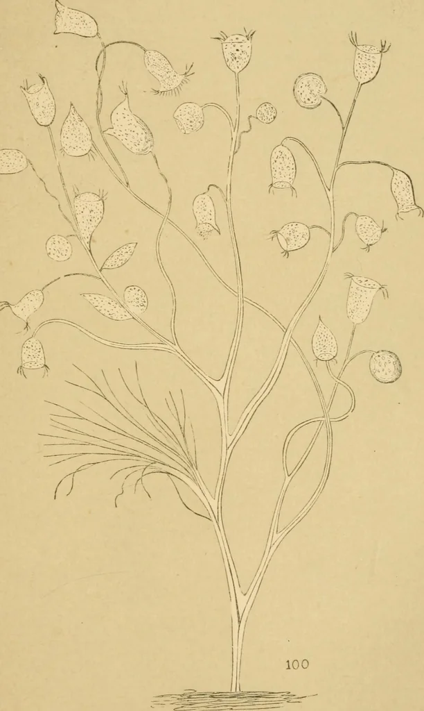 An illustration from Marvels of pond-life : or, A year's microscopic recreations among the polyps, infusoria, rotifers, water-bears, and polyzoa, 1861, leaf 124
