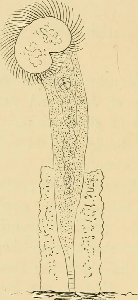 An illustration from Marvels of pond-life : or, A year's microscopic recreations among the polyps, infusoria, rotifers, water-bears, and polyzoa, 1861, leaf 131