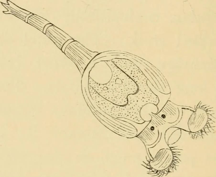An illustration from Marvels of pond-life : or, A year's microscopic recreations among the polyps, infusoria, rotifers, water-bears, and polyzoa, 1861, leaf 133