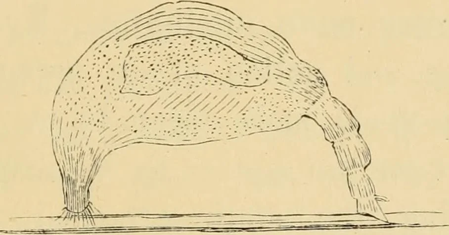 An illustration from Marvels of pond-life : or, A year's microscopic recreations among the polyps, infusoria, rotifers, water-bears, and polyzoa, 1861, leaf 134