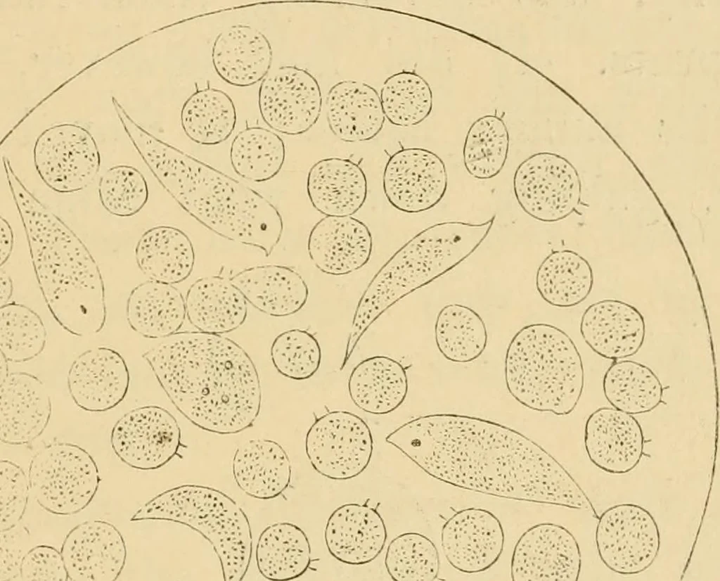 An illustration from Marvels of pond-life : or, A year's microscopic recreations among the polyps, infusoria, rotifers, water-bears, and polyzoa, 1861, leaf 146