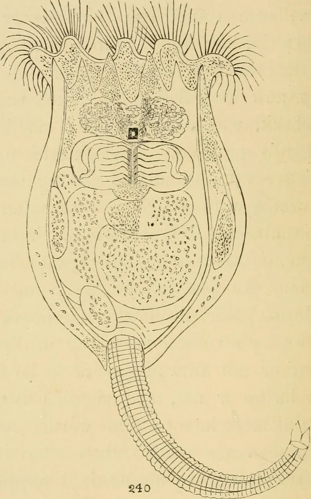 An illustration from Marvels of pond-life : or, A year's microscopic recreations among the polyps, infusoria, rotifers, water-bears, and polyzoa, 1861, leaf 151