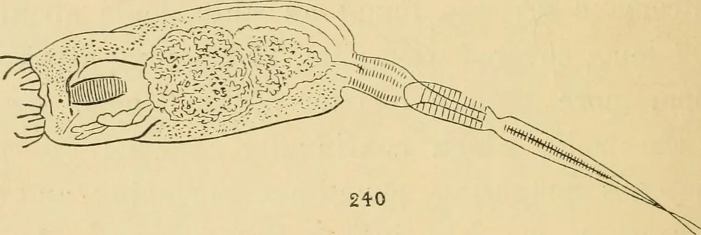 An illustration from Marvels of pond-life : or, A year's microscopic recreations among the polyps, infusoria, rotifers, water-bears, and polyzoa, 1861, leaf 163