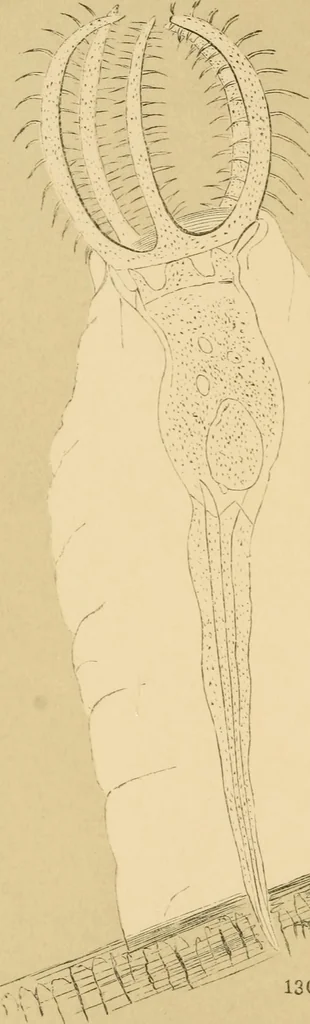 An illustration from Marvels of pond-life : or, A year's microscopic recreations among the polyps, infusoria, rotifers, water-bears, and polyzoa, 1861, leaf 165